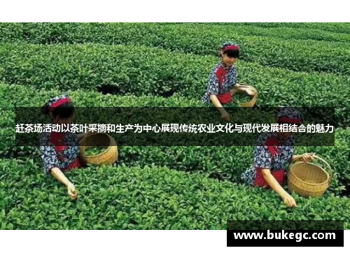 赶茶场活动以茶叶采摘和生产为中心展现传统农业文化与现代发展相结合的魅力